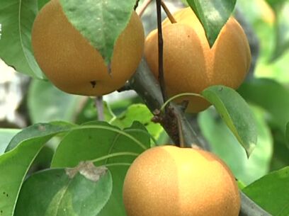 百里洲砂梨