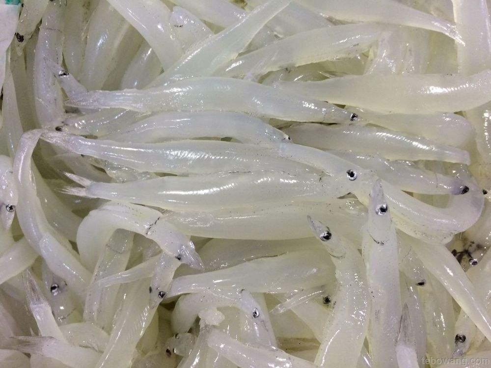射阳河银鱼