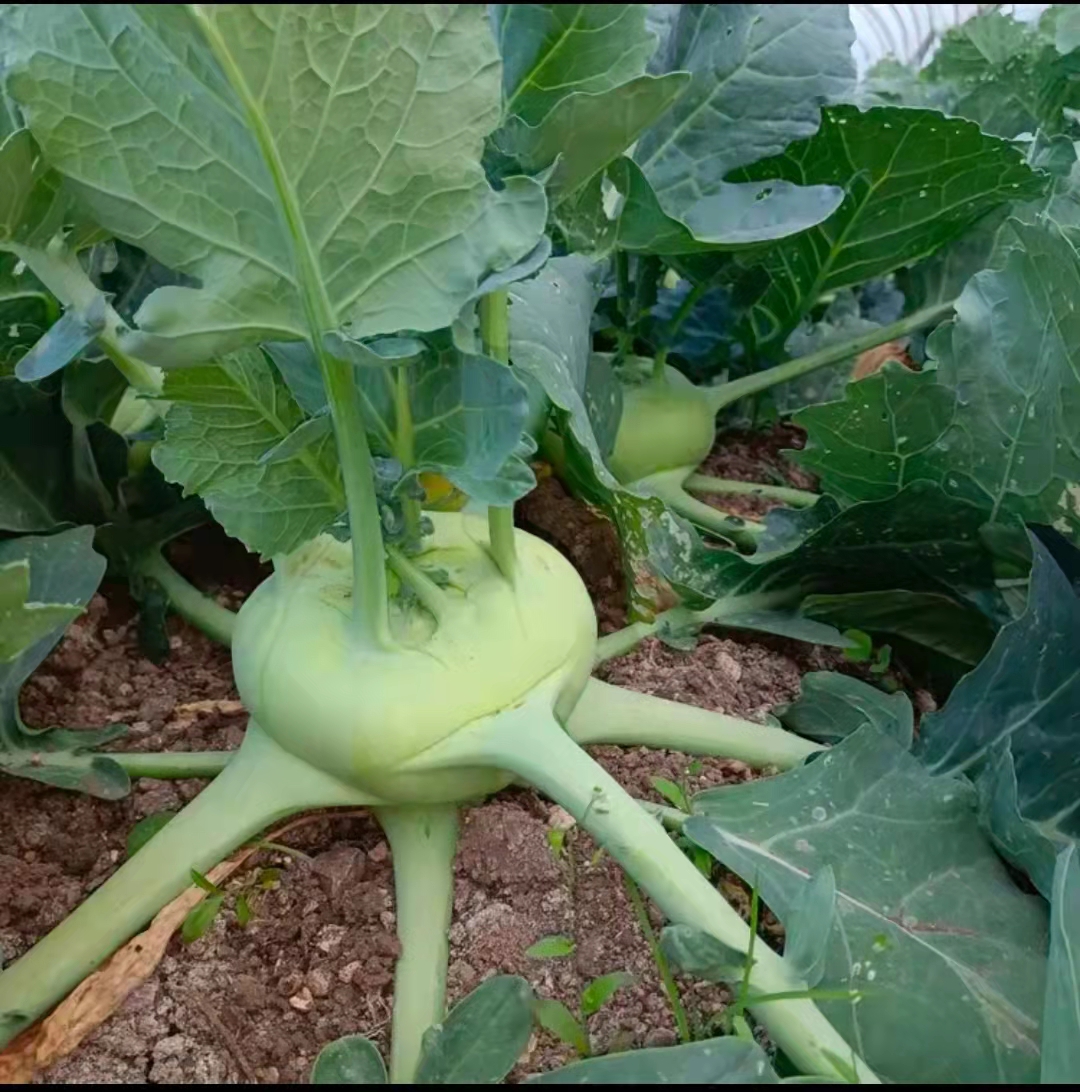 ʡ߲ˮͷ˸˽ͷݲƲժַ
