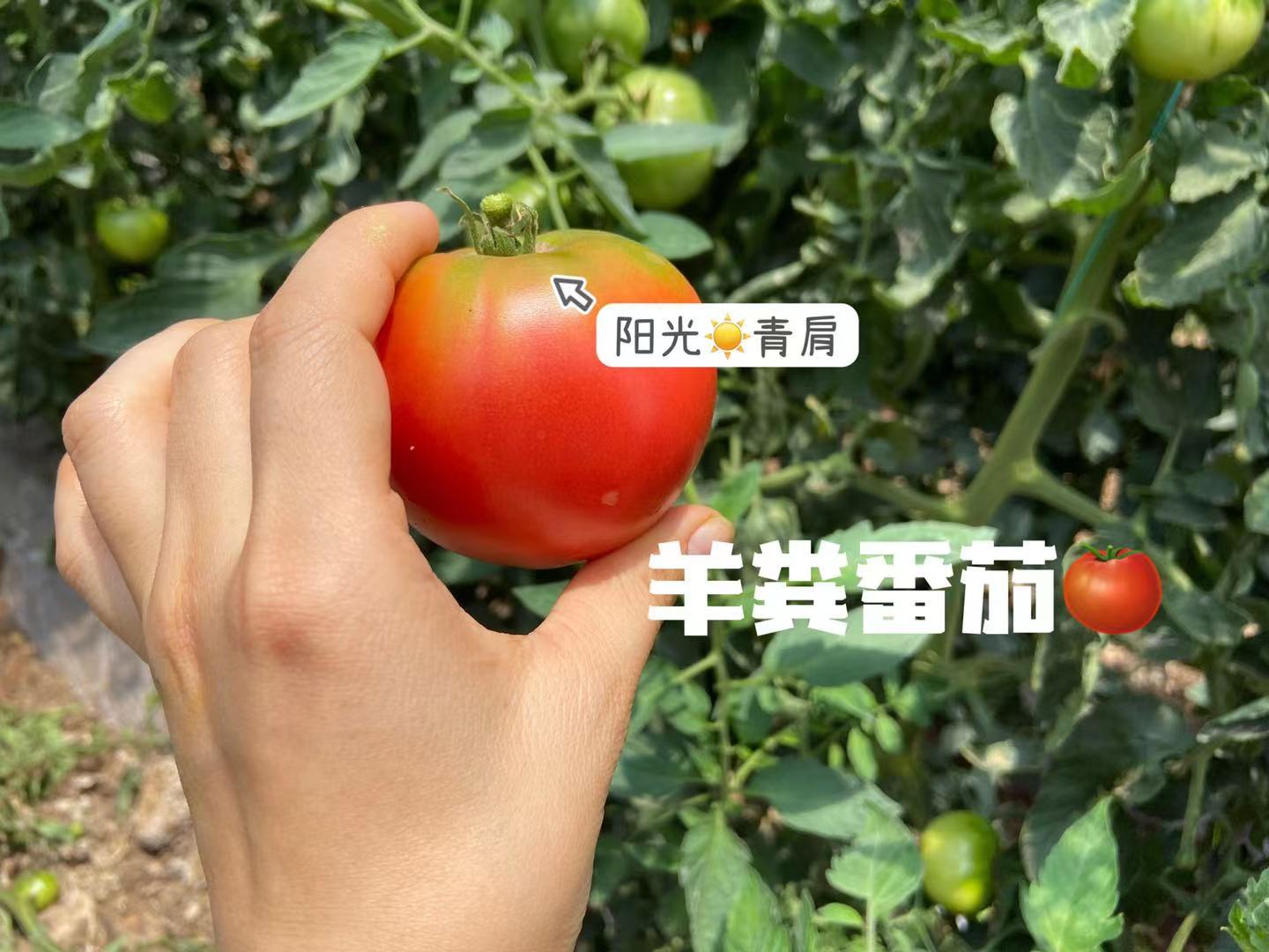 ɽлֲ Ȼ췬 ֲ̬иת
