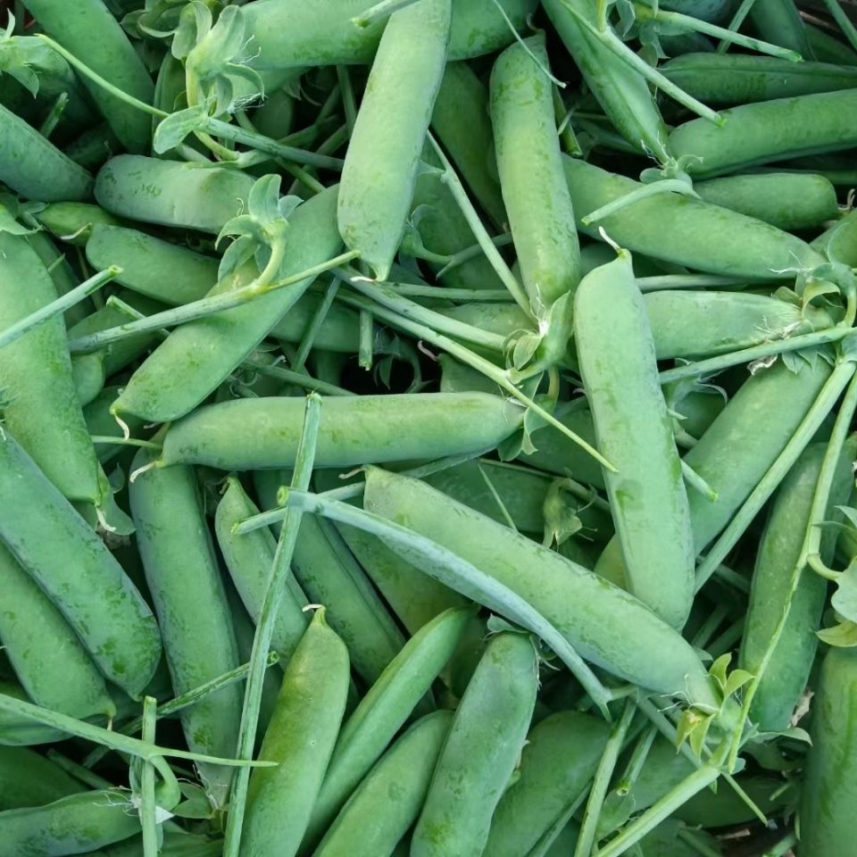 ʴ㶹ඹũԴ㶹(ժַ)
