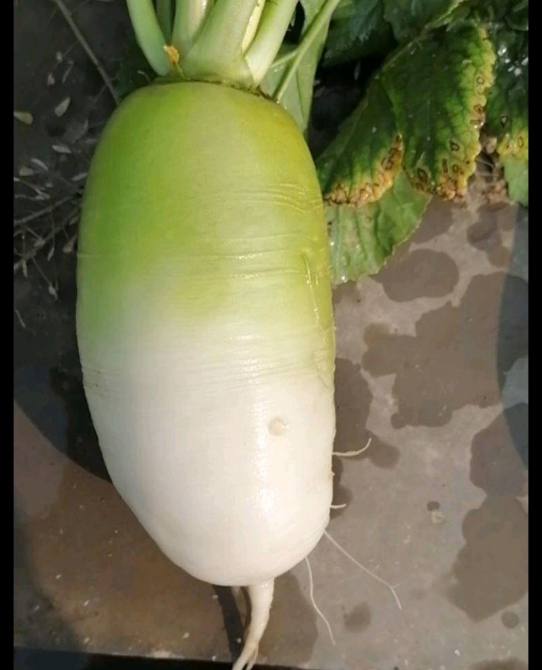 ĴزܲũҰܲˮܲͷܲ
