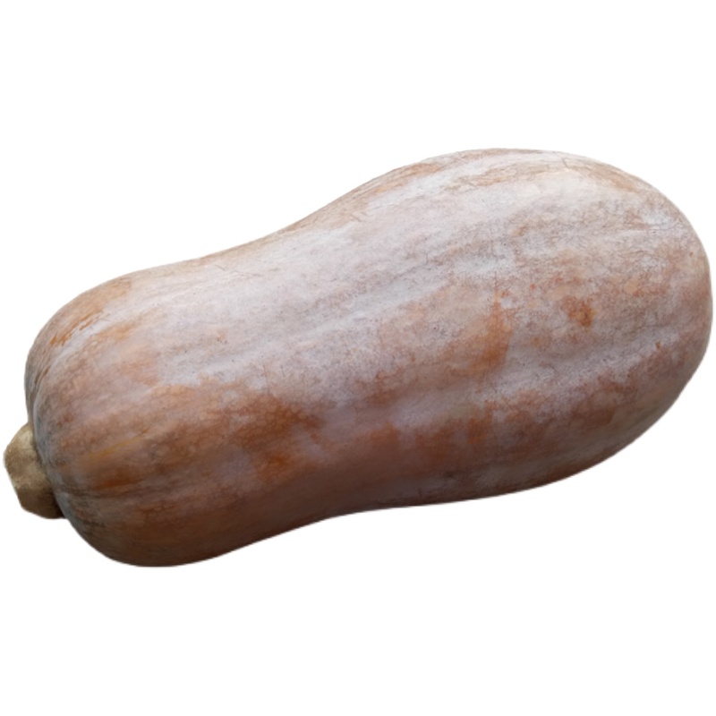 ϹũŴ𱦱ʳƷֻƤϹ
