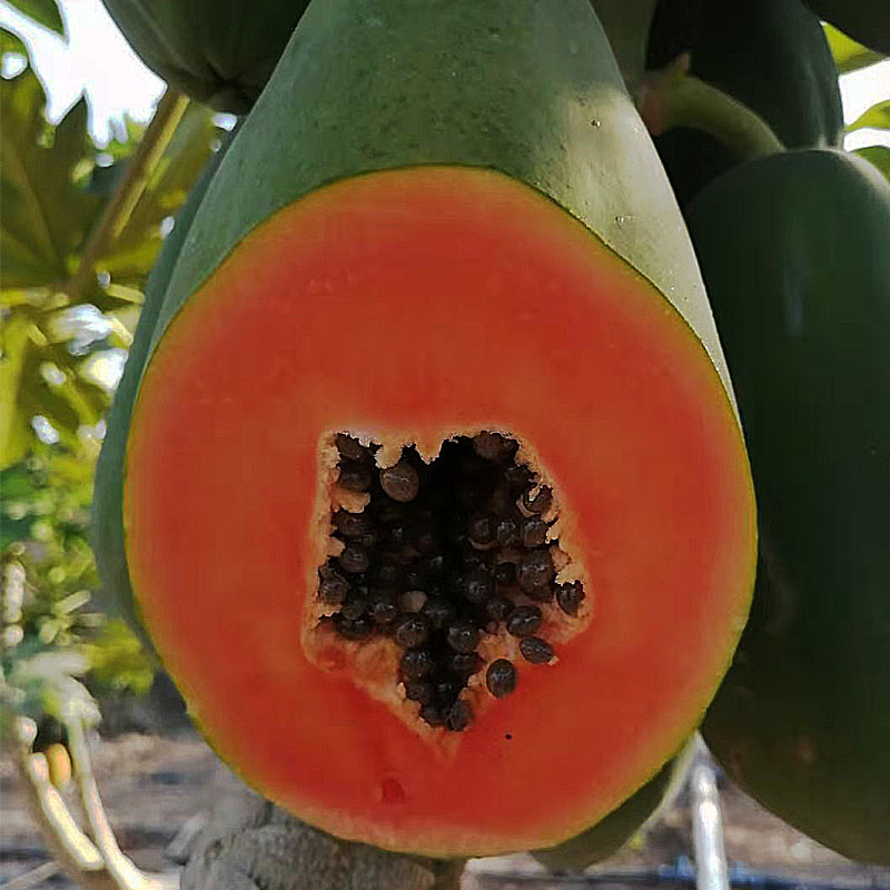 ݱǺţľ෬ժտˮ5Ϻ
