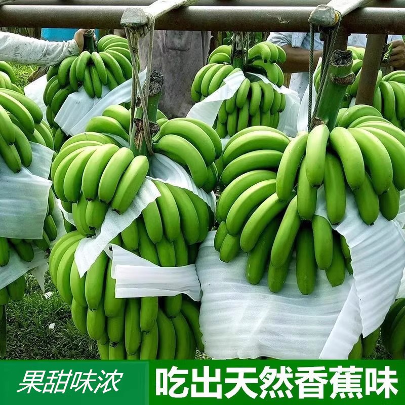 㽶ɽ㽶ժ9ˮ10㽶bananaƤ5
