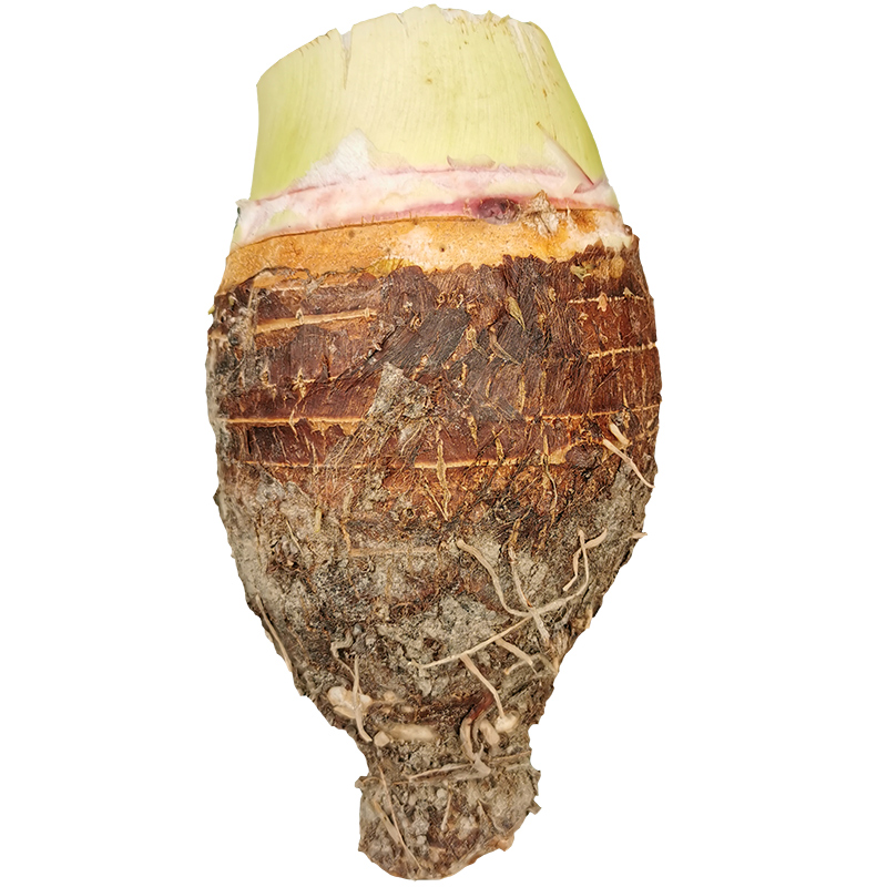 شš ڹزͷ
