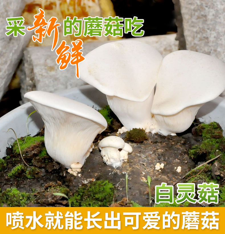 Ű鹽Ģֲ־̨ȤζֲĢ

