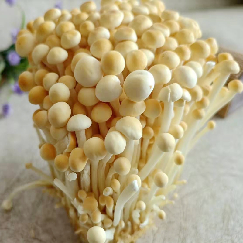 ʻƽ빽 Ũɫ빽ڰٴʳ
