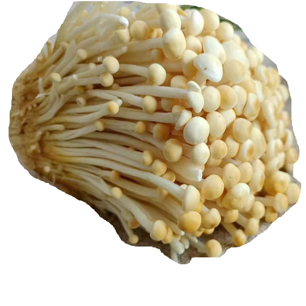ʻƽ빽 Ũɫ빽ڰٴʳ
