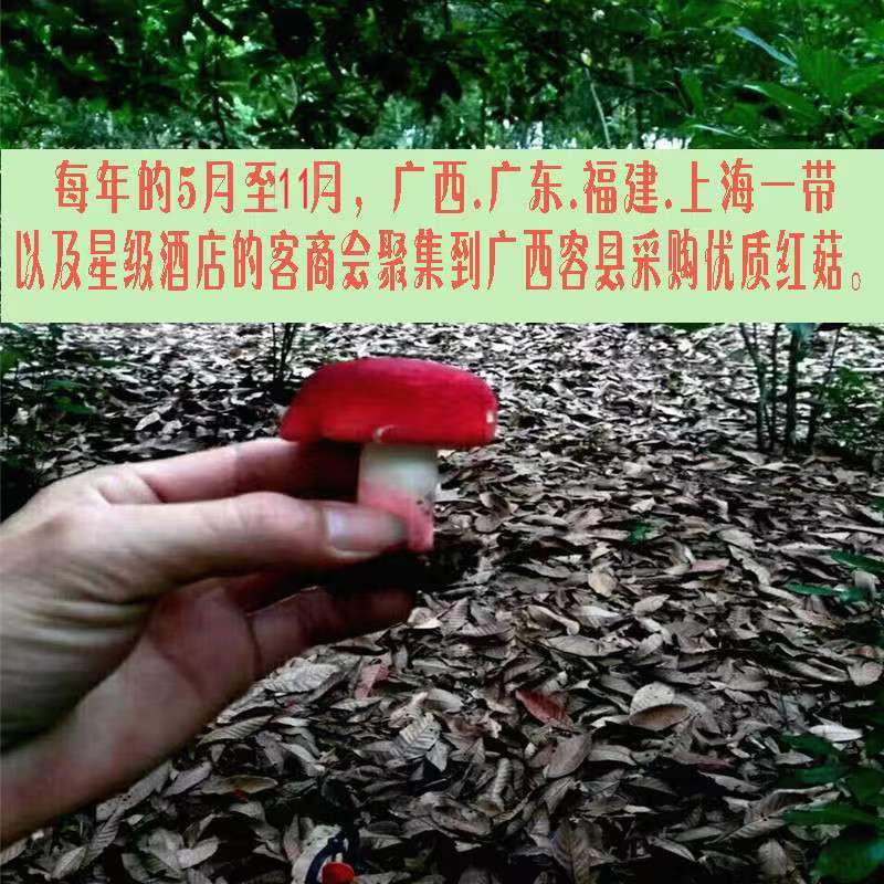 ȻҰ칽иСĢ׵ɻ㹽250˰
