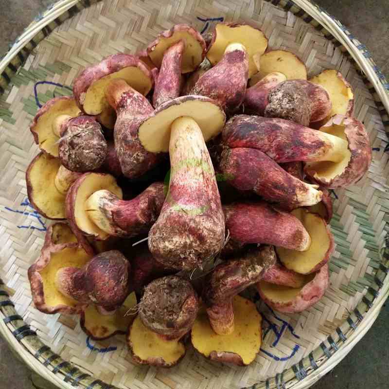 23ֻʺţξ500g״оҰɫĢڻϼ
