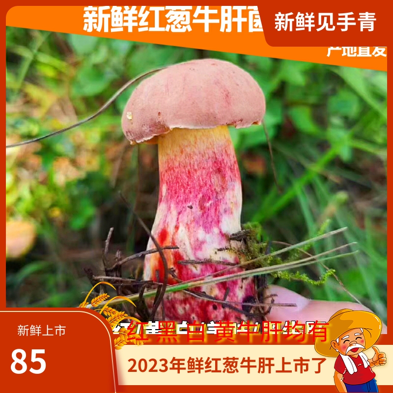 23ֻʺţξ500g״оҰɫĢڻϼ
