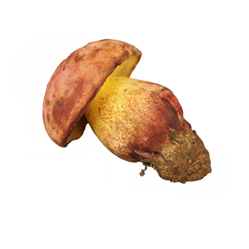 23ֻʺţξ500g״оҰɫĢڻϼ
