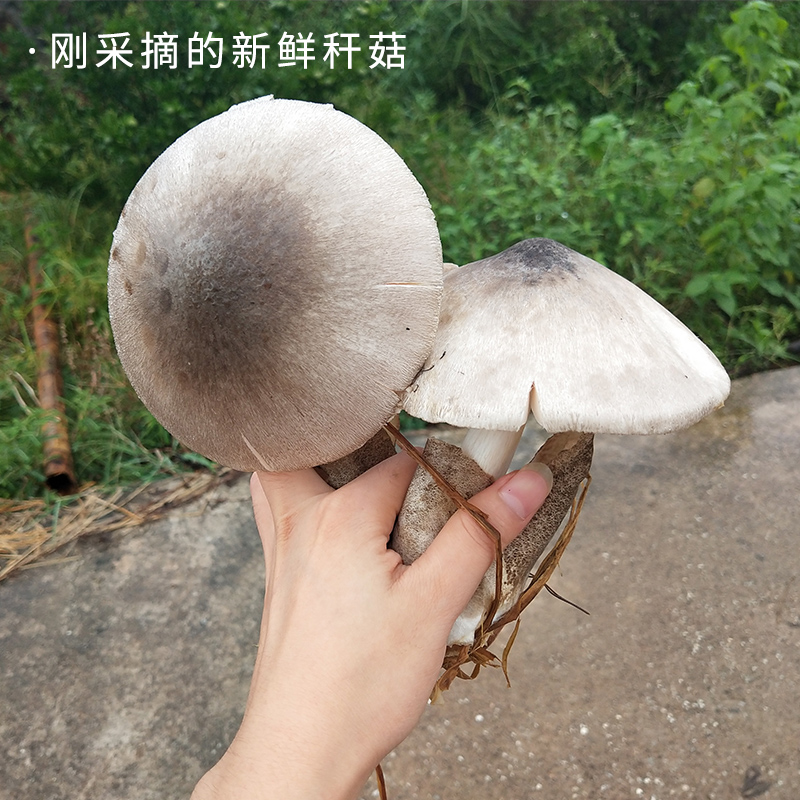 质ѹũԲݹ»ũƷʳþɻز˹
