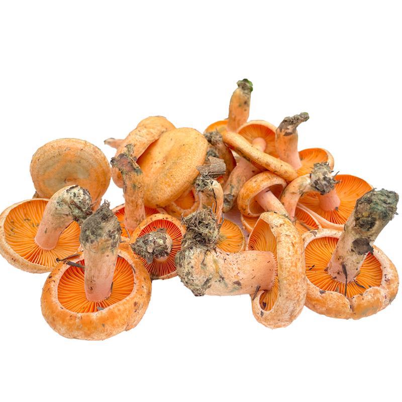 ҰȾ˿Ⱦ̽鹽ϻ
