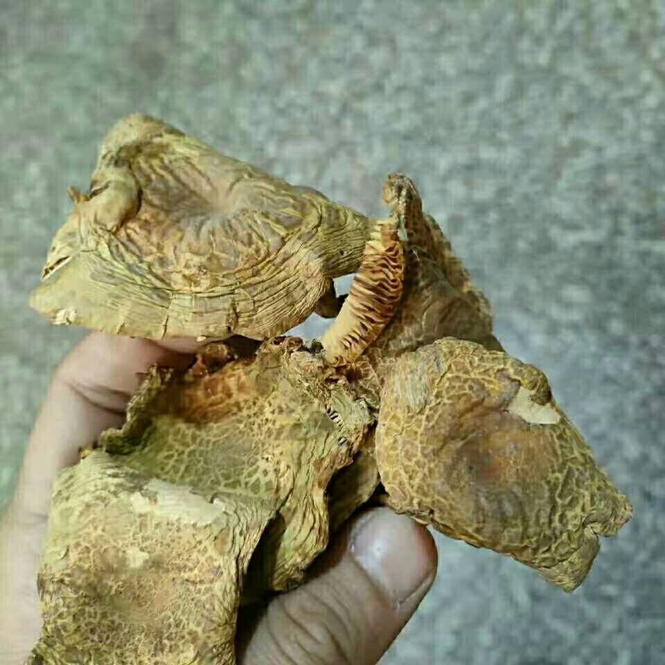ҰȻͷɻ湽Ģ̶ҰɻС๽Ӿ
