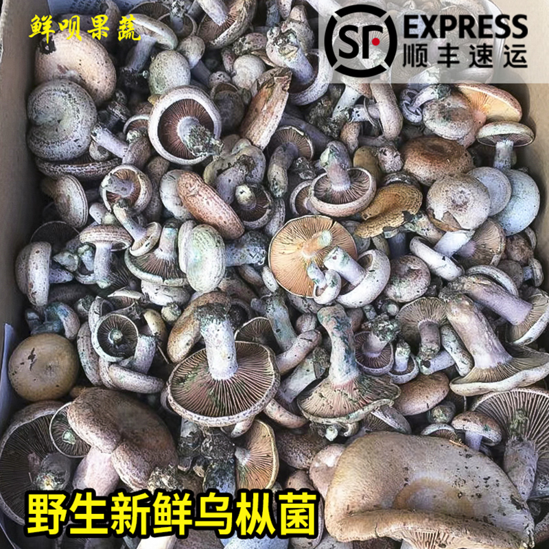 ҰȾ˿Ⱦ̽鹽ϻ
