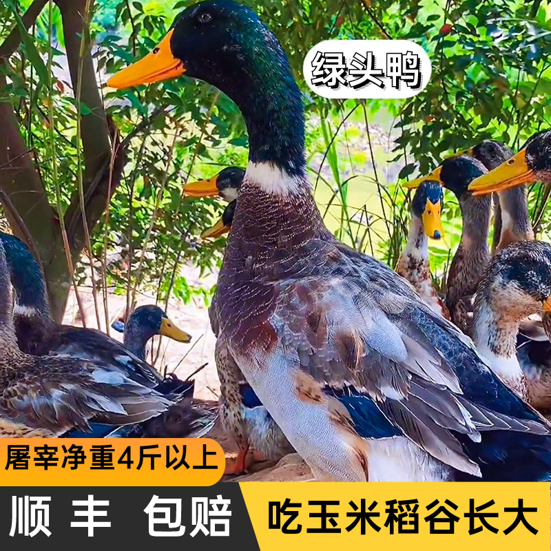 ũιͷѼɢѼѼѼ˳
