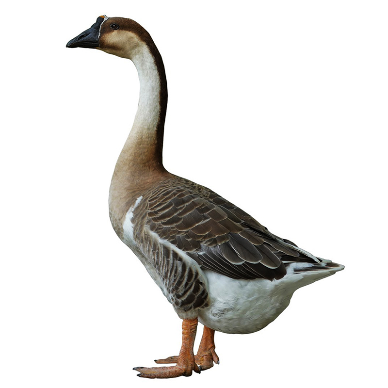 㶫Զںضũɢʴɱնֻ˳

