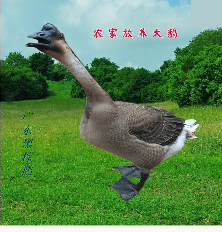 㶫Զںضũɢʴɱնֻ˳
