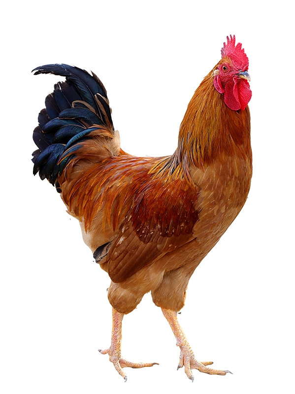 󹫼ũɢСͯӼߵؼɱݼֻ

