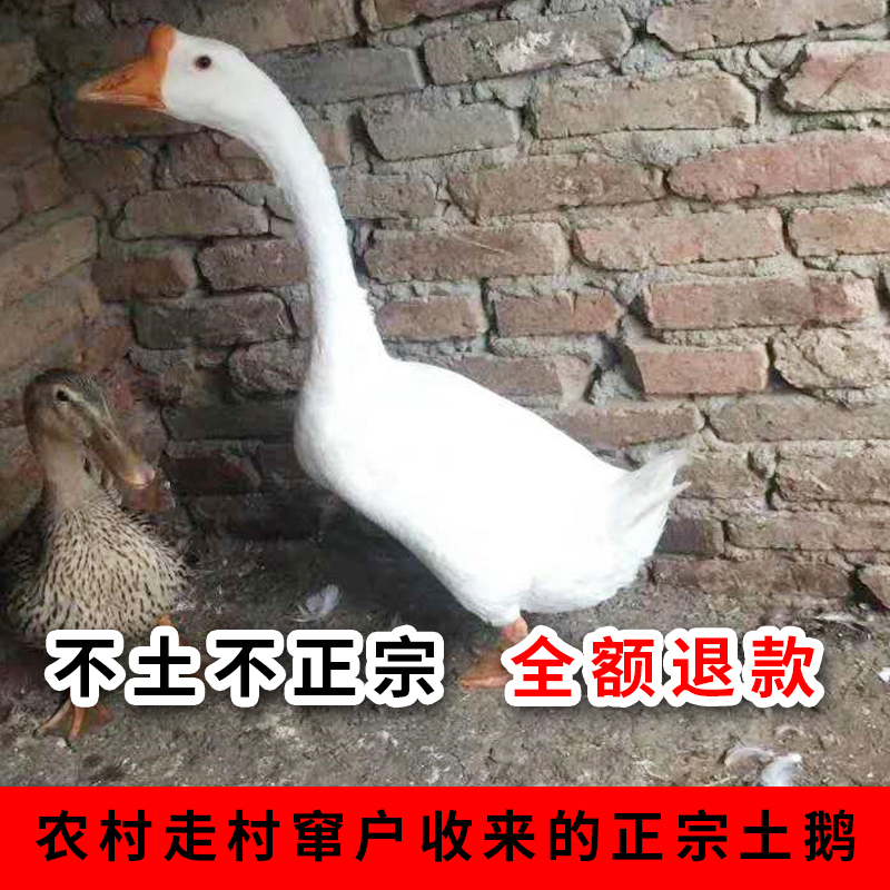 ũɢ2ɱݶֻ ׶Ҷ
