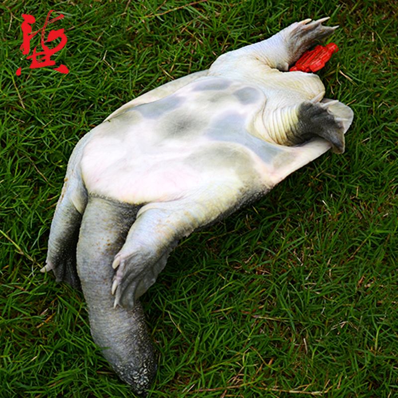 Ϻϵ  ʻл ̬ɢ  ˳
