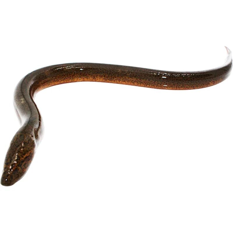 ʻǧҰֲץ˳
