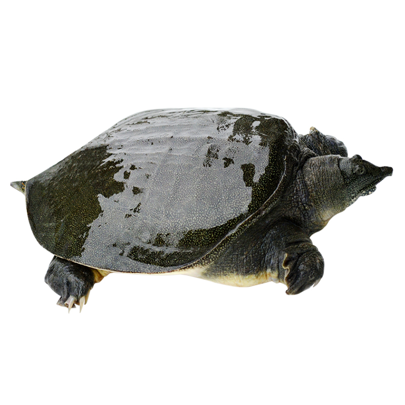 Ϻϵ  ʻл ̬ɢ  ˳
