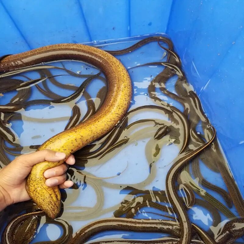 ʻǧҰֲץ˳
