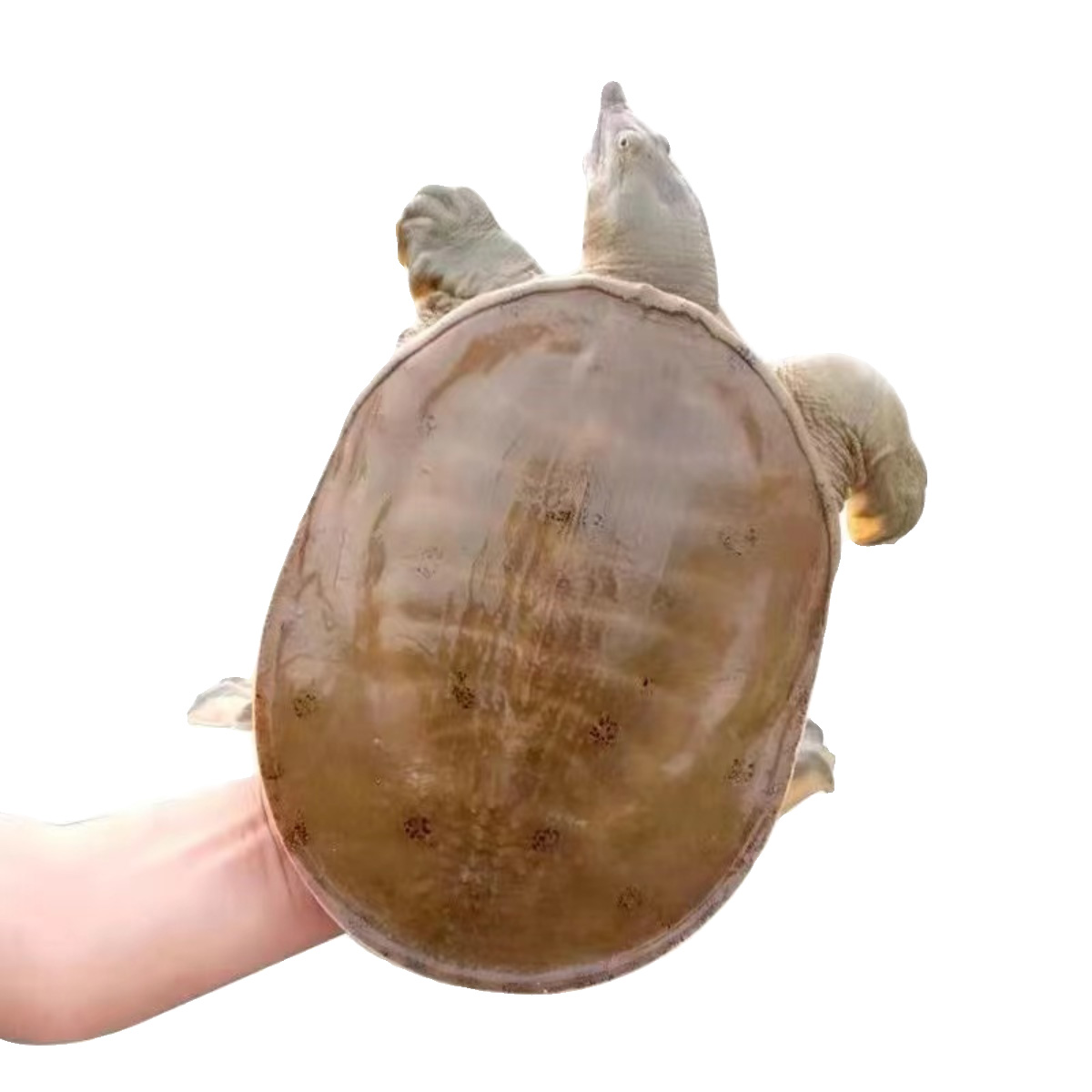 ũ̬лˮʳʻ
