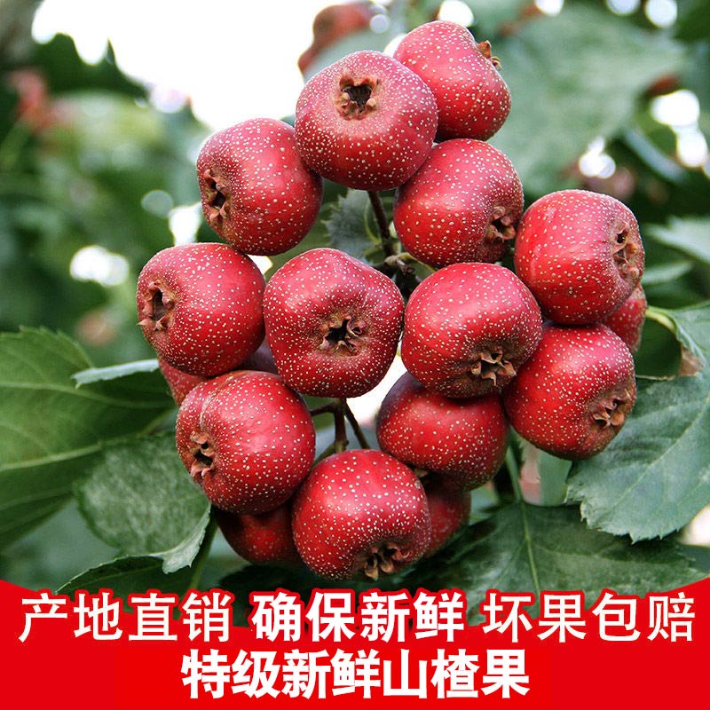 ɽ髹5װ ɽʹɽʴɽ髸ƬǺ«

