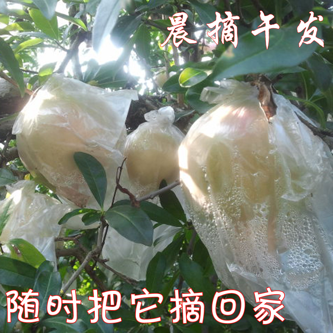 ժʯʯˮӦƤ֭12д
