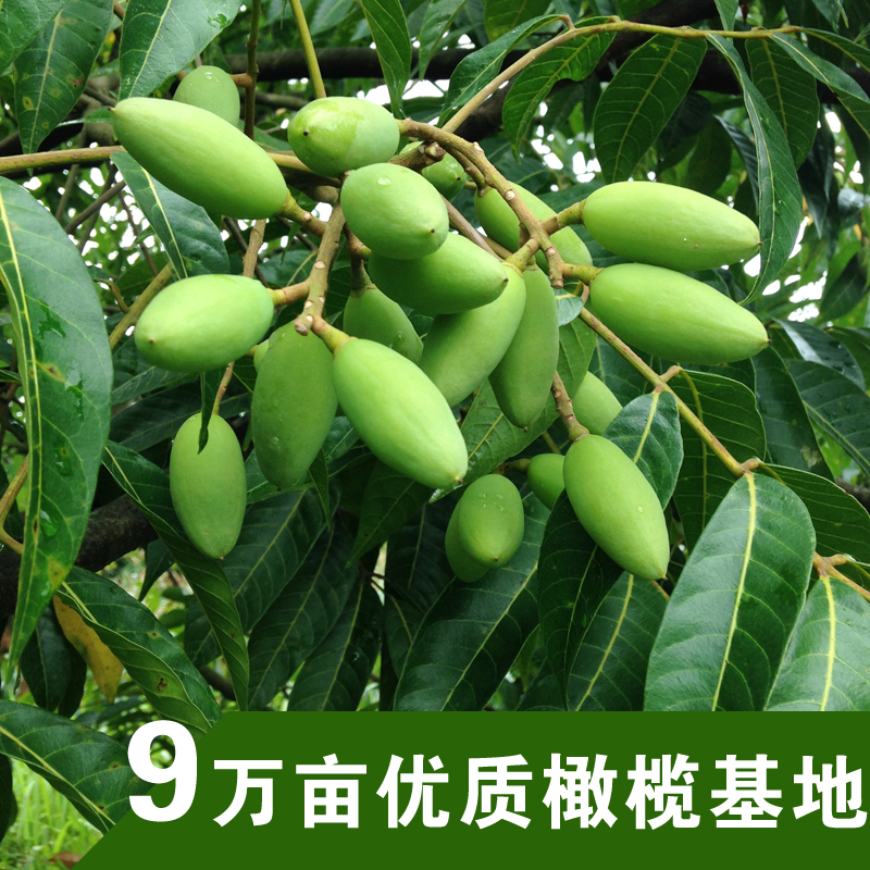 塿31ҩԭֱˮ
