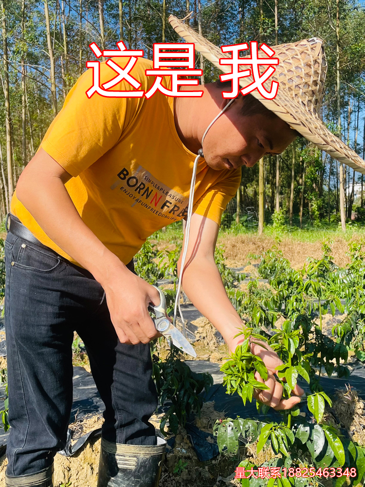 㶫вָɽҰʳó̩ժط

