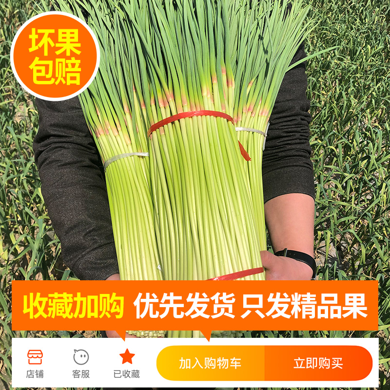 2023ժ̦5-9޷ũ統Ӧ߲
