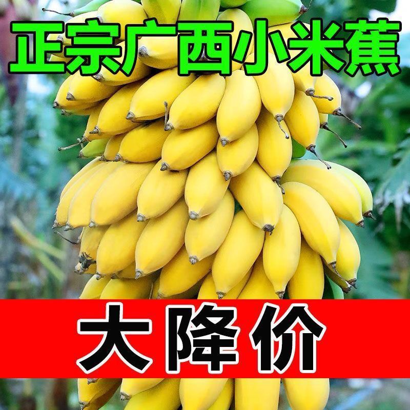 ĭ䡿С׽10ﵱˮ53С㽶2ʵ۽
