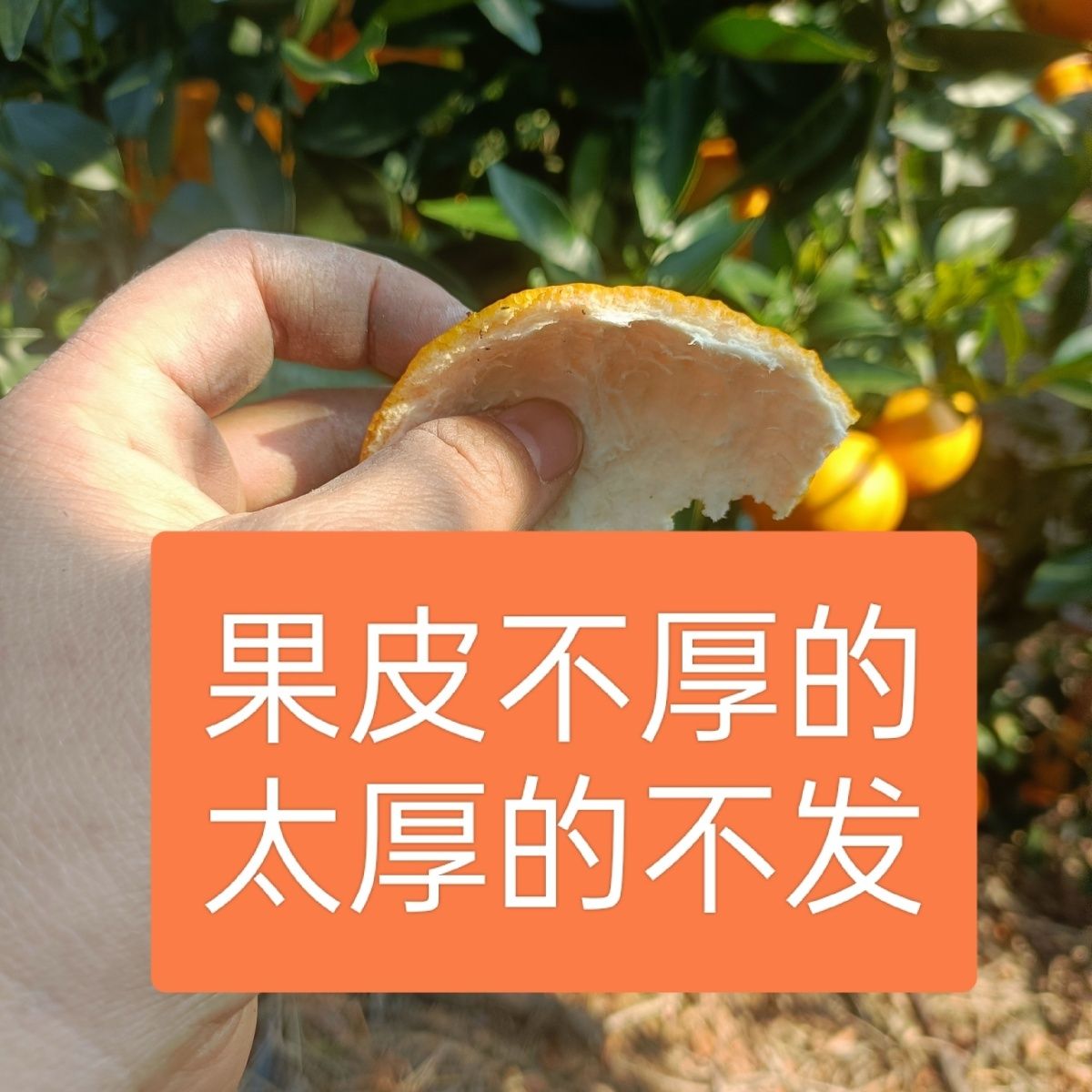 ԼڹʱƤиˮӽӦժ
