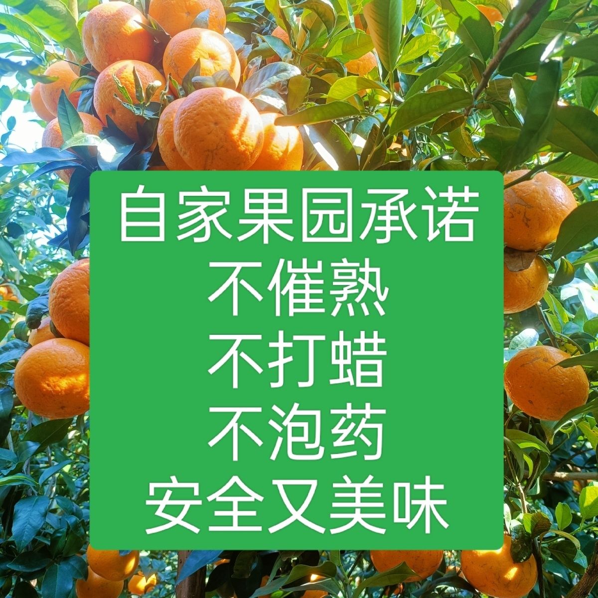ԼڹʱƤиˮӽӦժ
