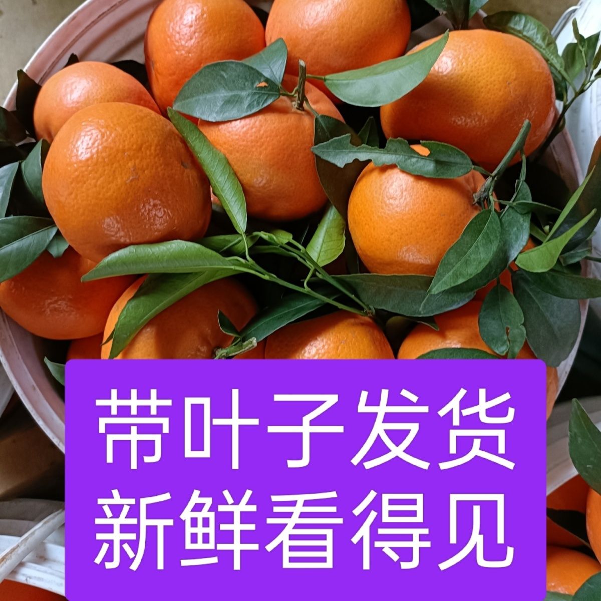 ԼڹʱƤиˮӽӦժ
