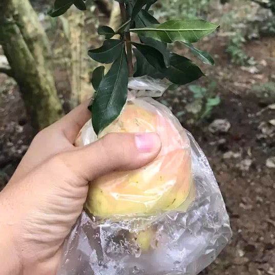 ʯʯиˮϱƤʯ ͻ˹