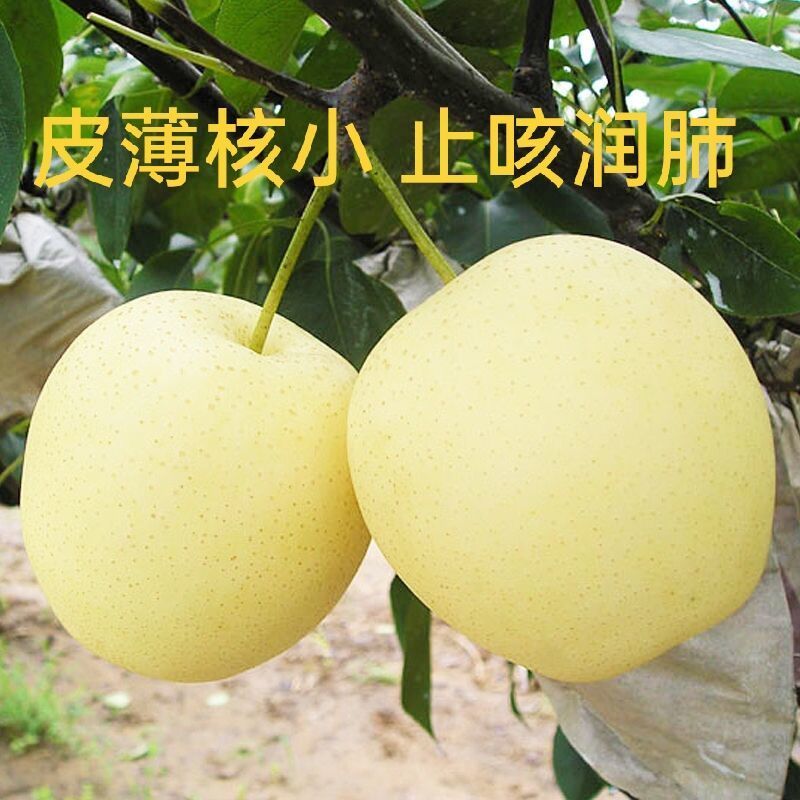 ӱʹӦˮ 污Ƥ ˮ3/5/10װѩ
