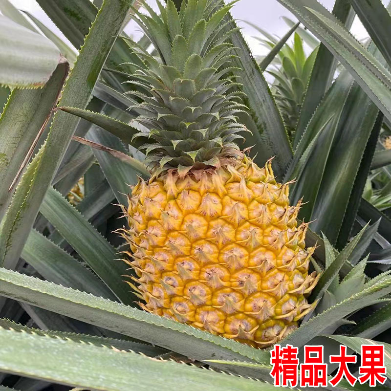 㶫մŲƷװԼ30ﾫƷ