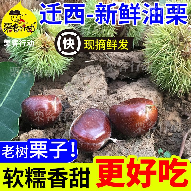 24Ǩɽʰ5321