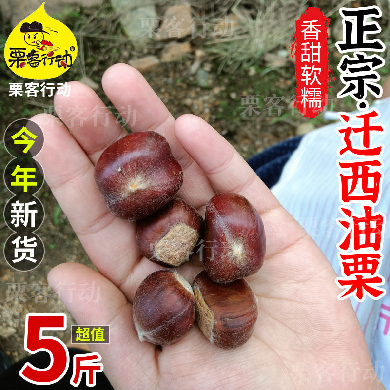 24Ǩɽʰ5321