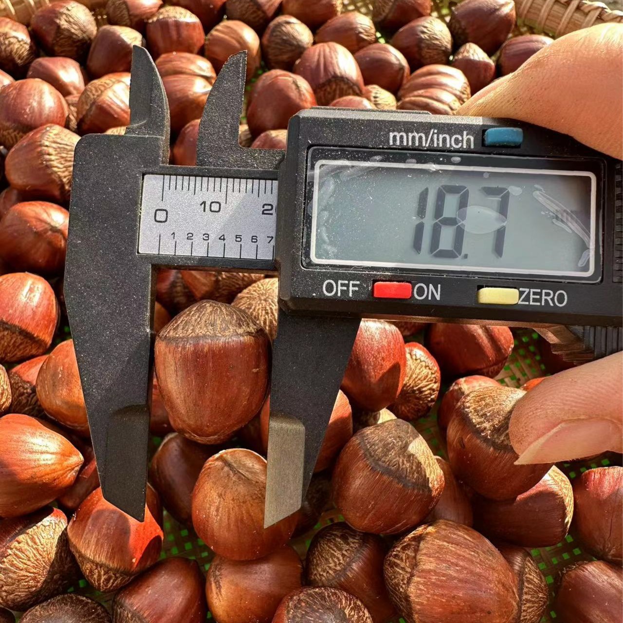 24»زӴӱտ/ڴ500g1000g
