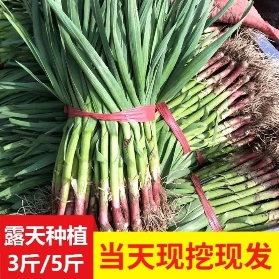 ַʺƤƤ統߲