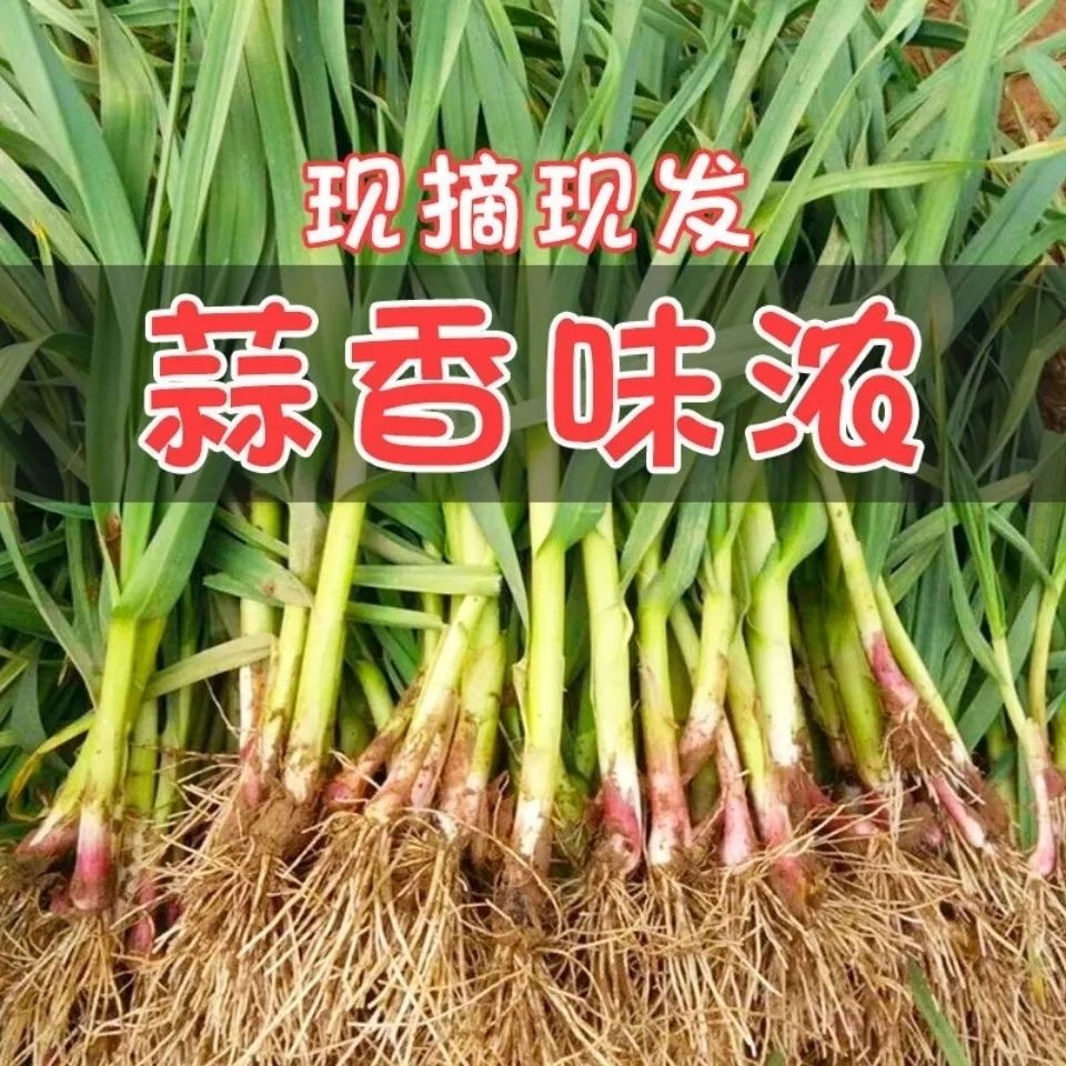 ַʺƤƤ統߲