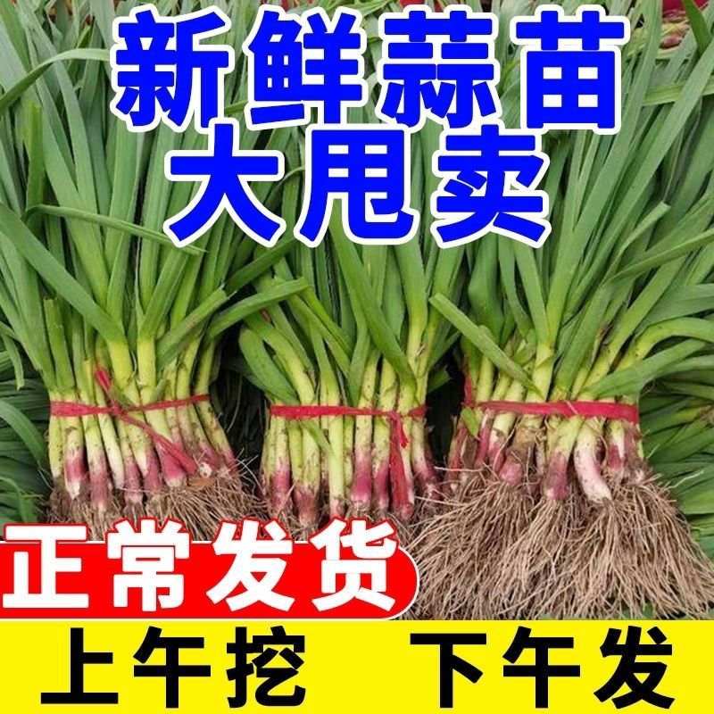 ַʺƤƤ統߲