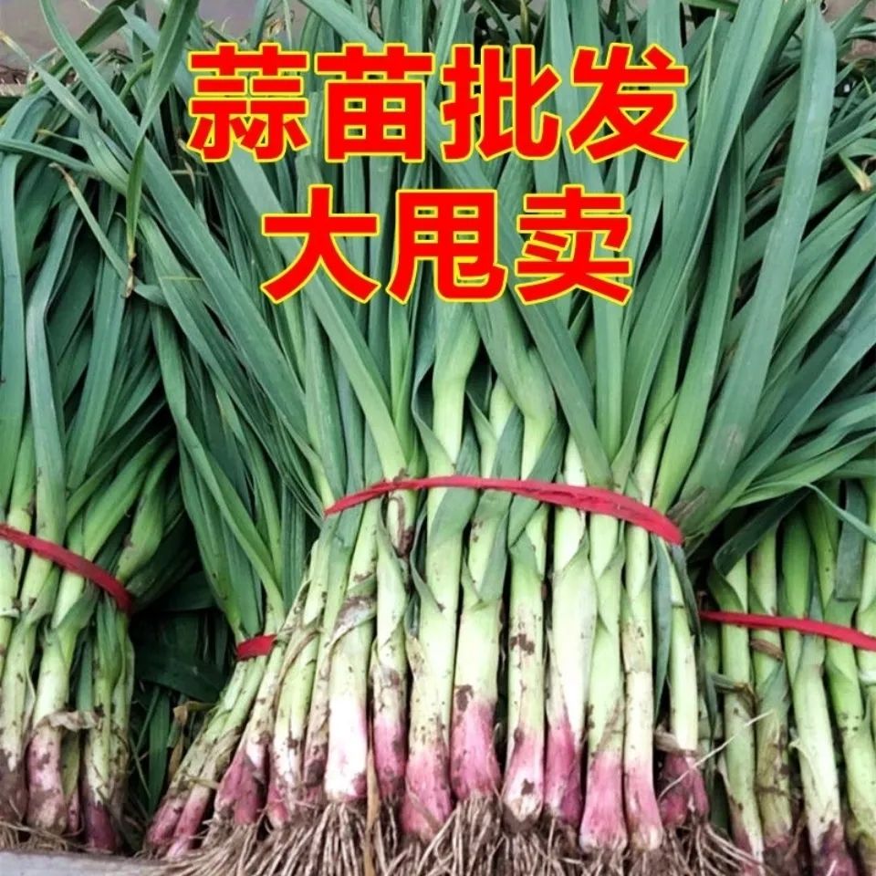 ַʺƤƤ統߲